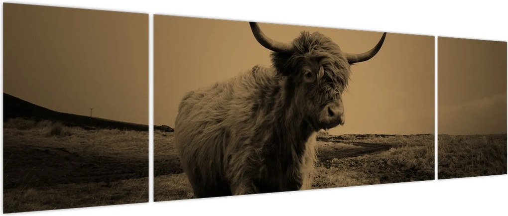 Obraz - Szkocka krowa na wolności (170x50 cm)