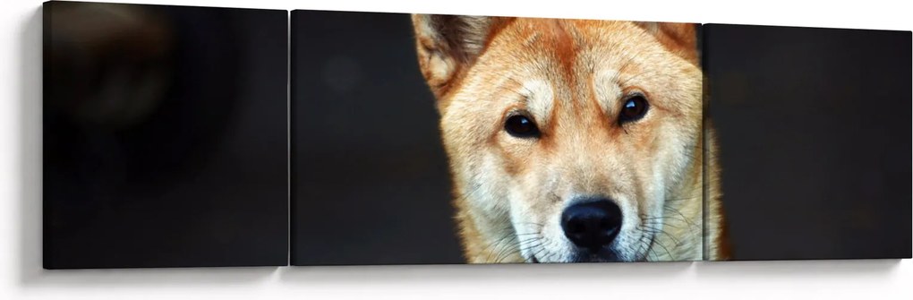 Obraz psa (170x50 cm)