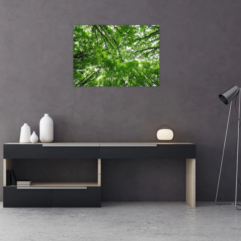 Obraz na szkle - Widok do korony drzewa (70x50 cm)