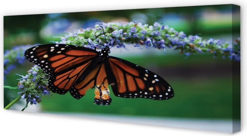 Obraz na płótnie Motyl na Kwiatuszku