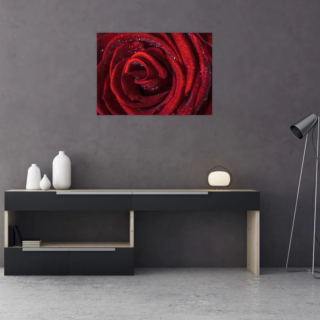 Obraz - Czerwona róża z kroplami rosy (70x50 cm)