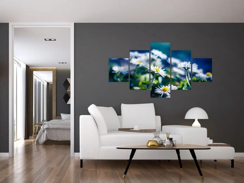 Obraz stokrotek (125x70 cm)