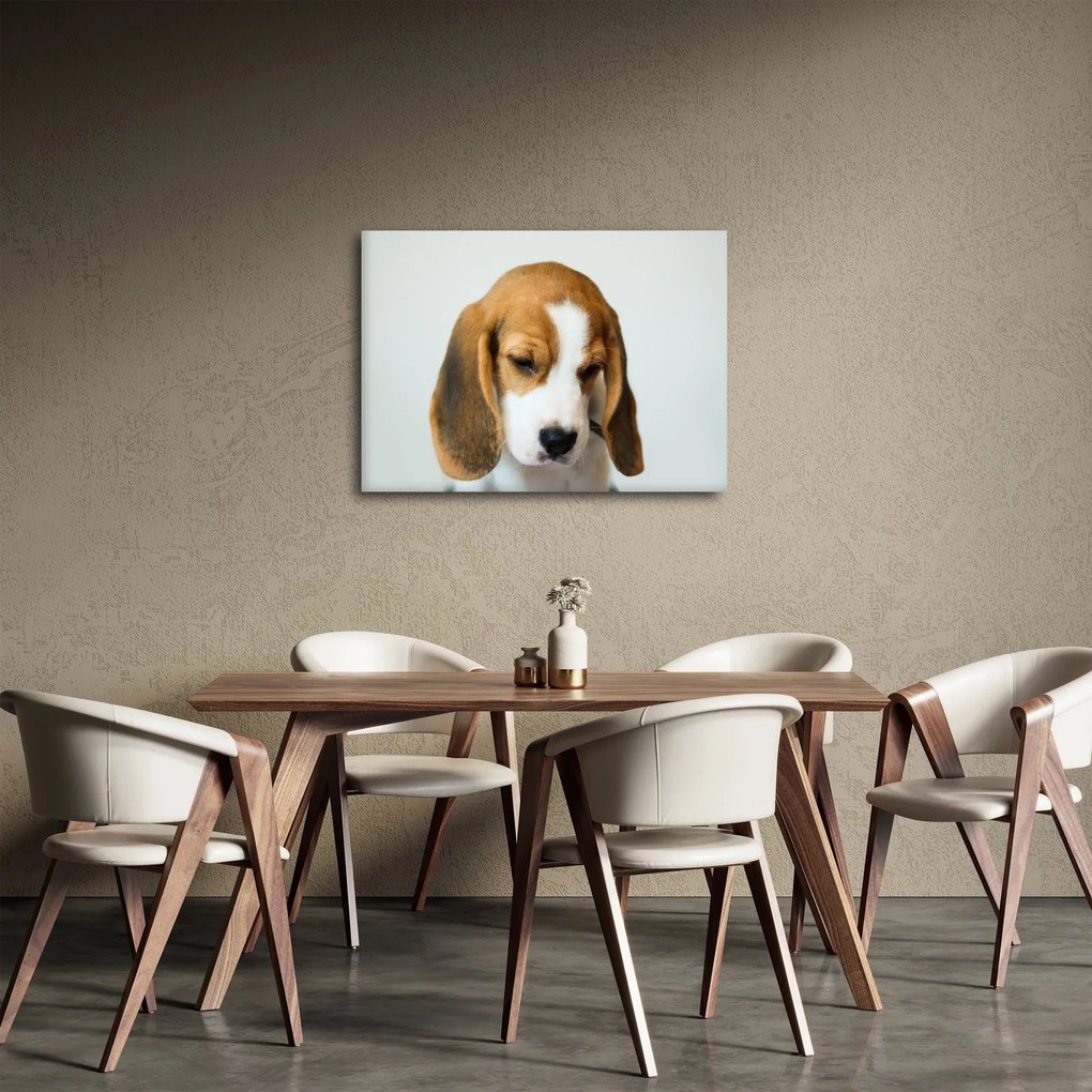 Obraz Beagle (70x50 cm)