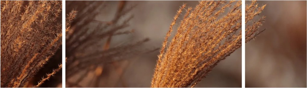 Obraz - Kortaderia (170x50 cm)