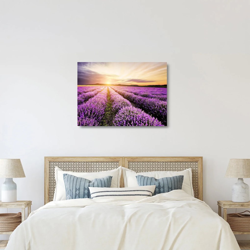 Obraz na szkle - Wschód słońca na polu lawendy (70x50 cm)