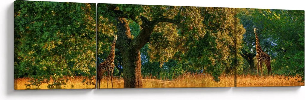 Obraz żyraf w naturze (170x50 cm)