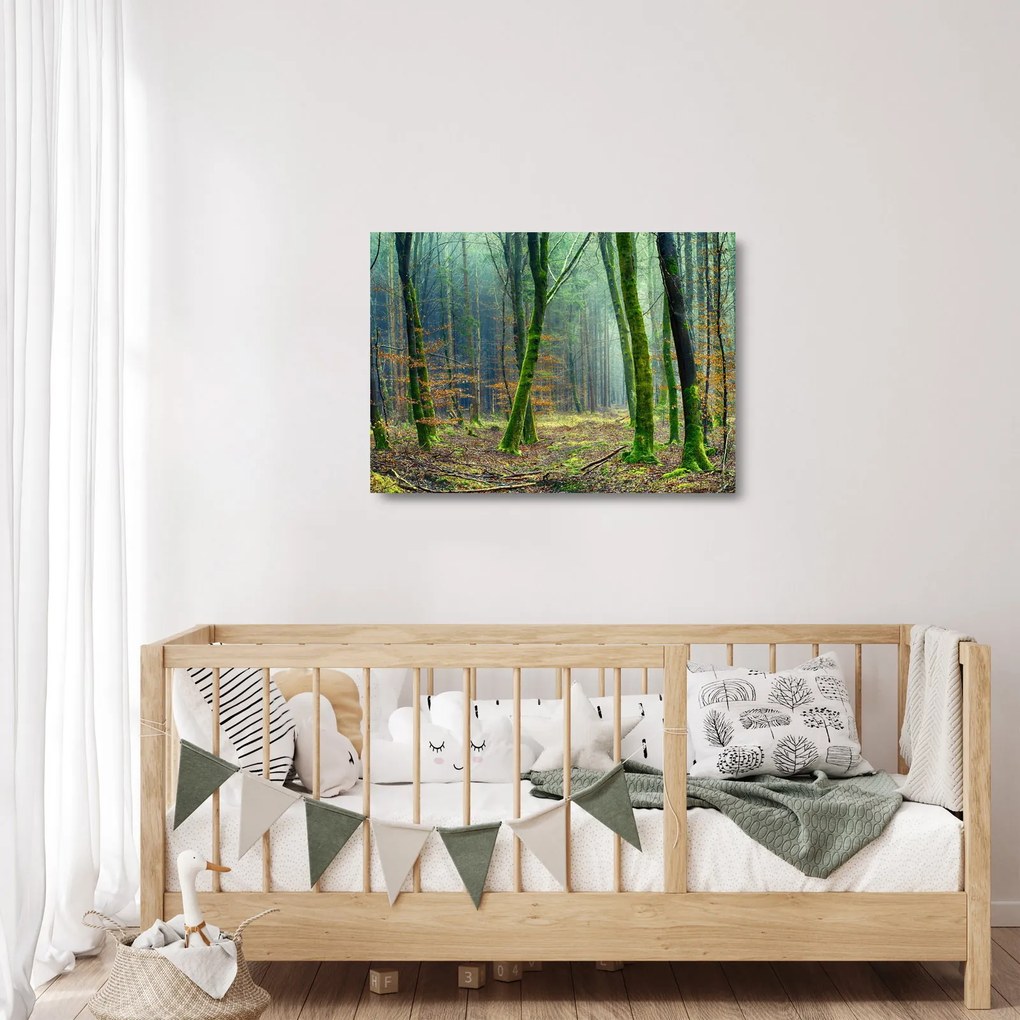 Obraz na szkle - las (70x50 cm)