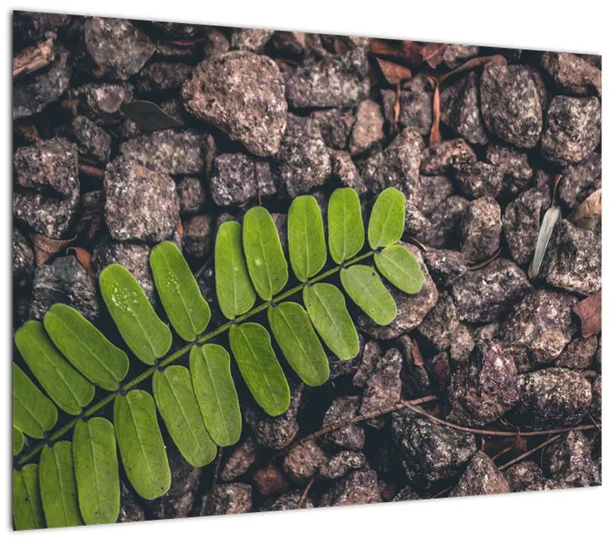 Obraz zielonej rośliny (70x50 cm)