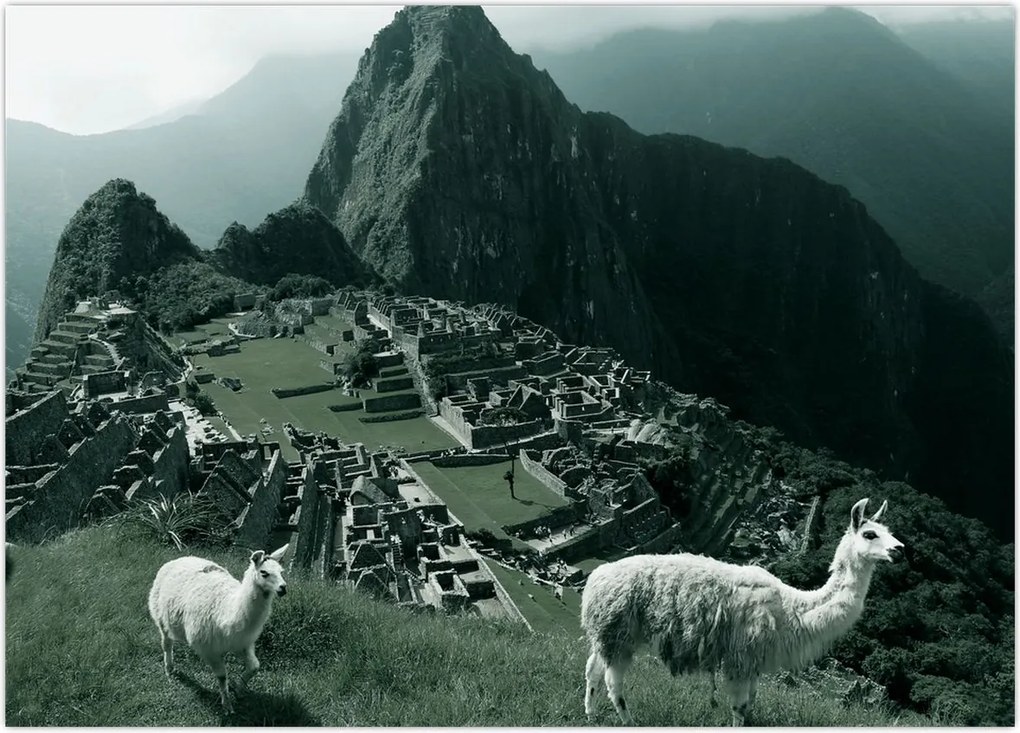 Obraz - Lamy w Machu Picchu w Peru (70x50 cm)