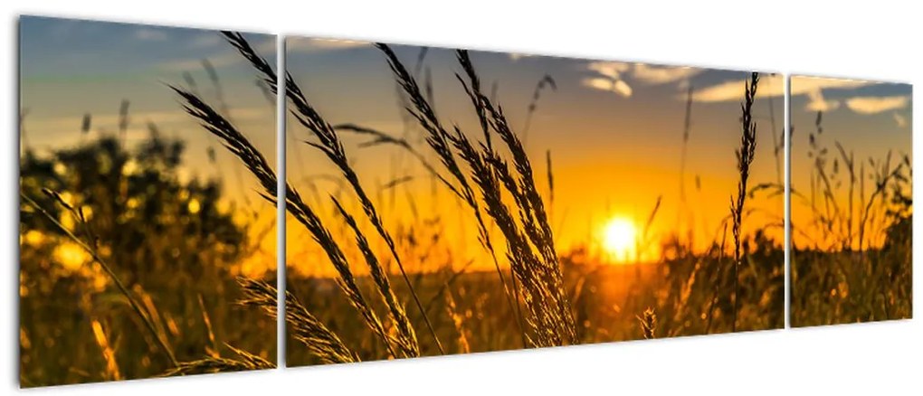 Obraz pola o zachodzie słońca (170x50 cm)