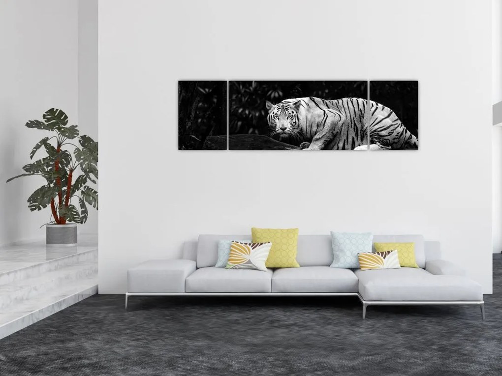 Obraz - Tygrys albinos, czarno - biały (170x50 cm)