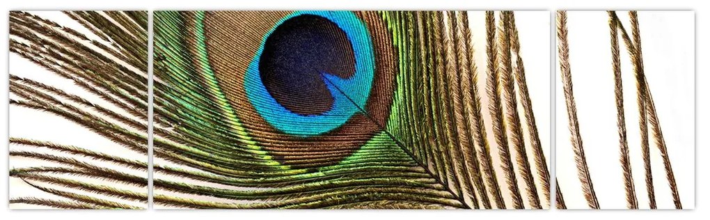 Obraz pawich piór (170x50 cm)