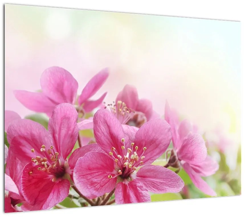 Obraz na szkle - Różowe kwiaty (70x50 cm)