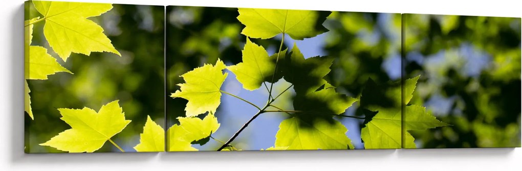 Obraz - liście klonu (170x50 cm)