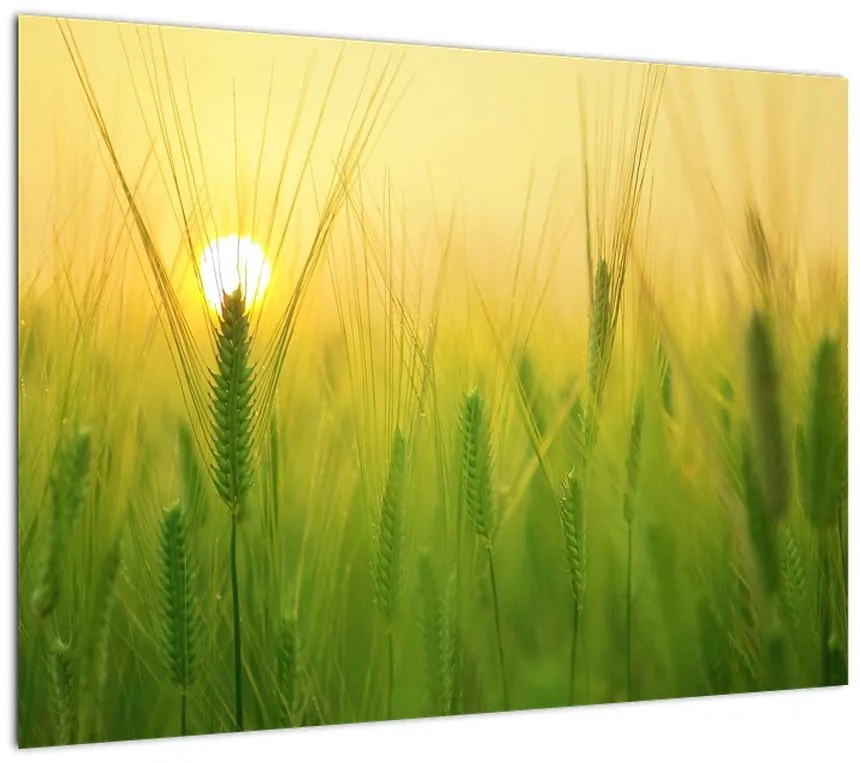 Obraz pola ze zbożem (70x50 cm)