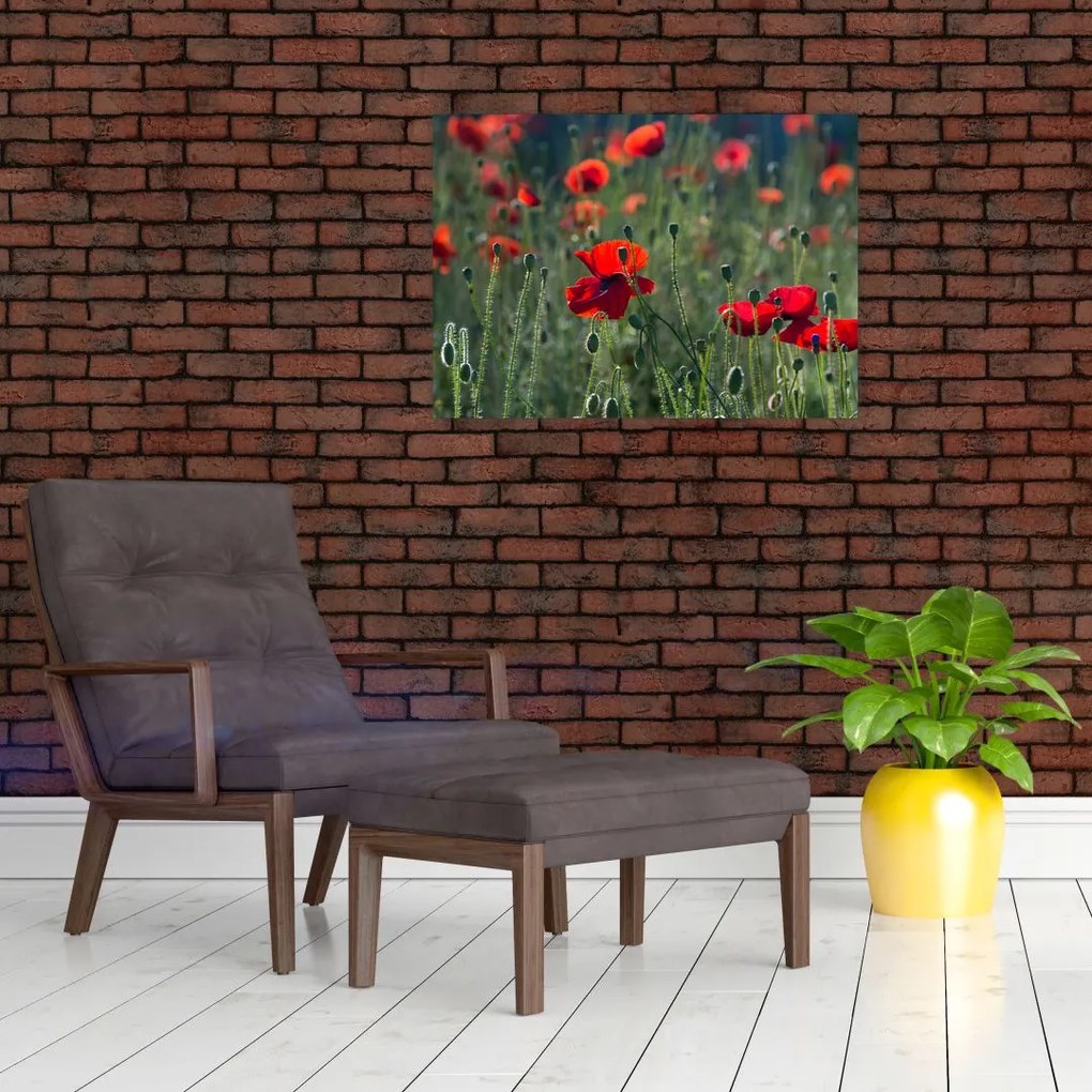 Obraz - Łąka z makami (70x50 cm)