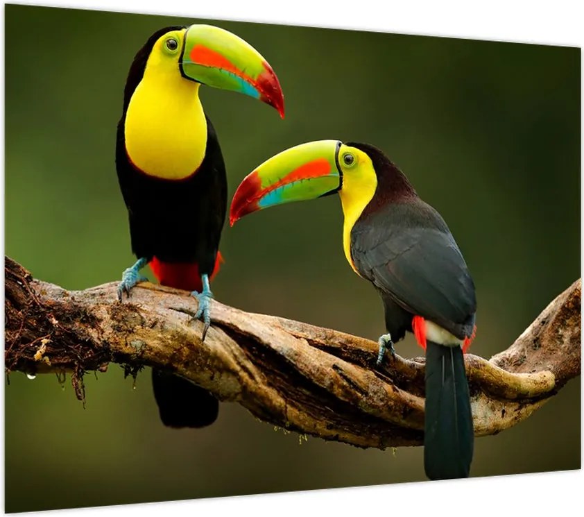 Obraz siedzących tukanów, Kostaryka (70x50 cm)