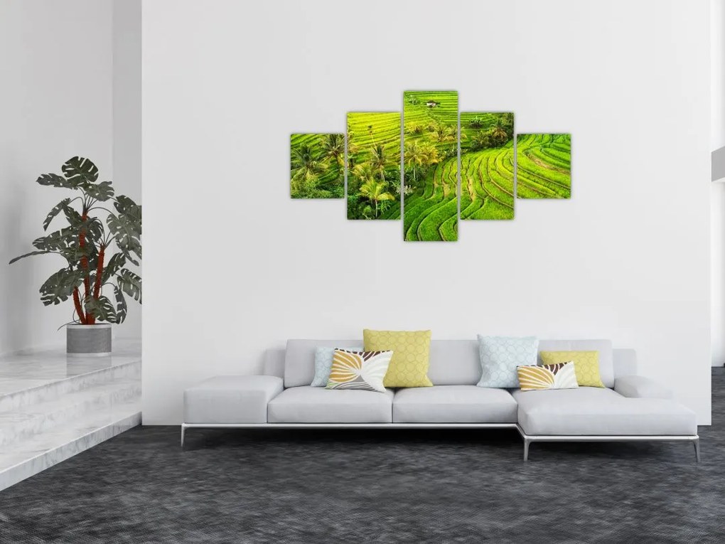 Obraz - Pola ryżowe (125x70 cm)