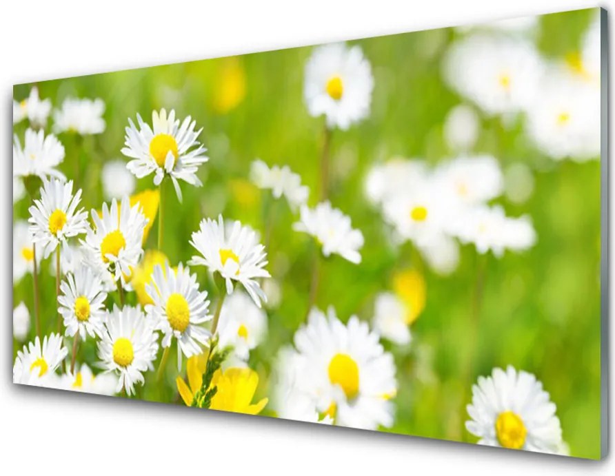 Panel Szklany do Kuchni Urok Polnej Stokrotki