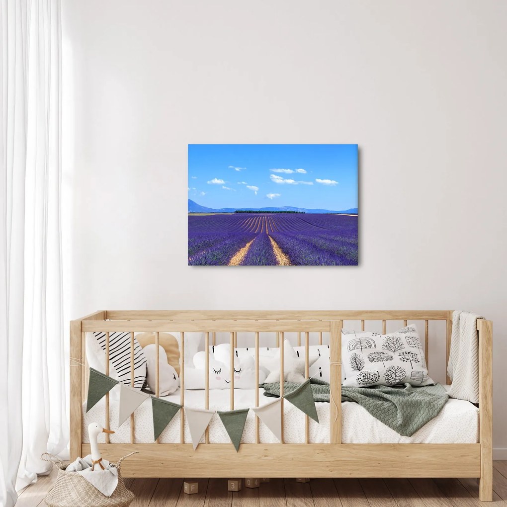 Obraz - Pole lawendy (70x50 cm)