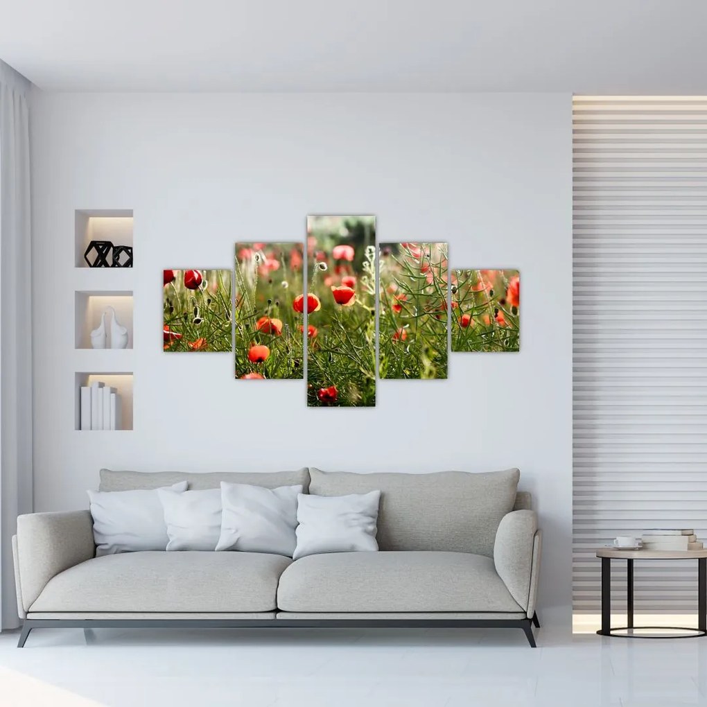 Obraz maków (125x70 cm)