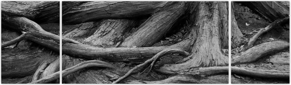 Obraz - Korzenie drzewa (170x50 cm)