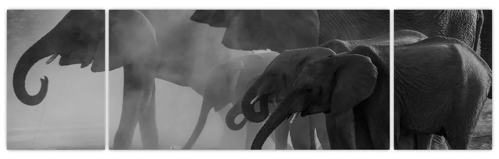 Obraz słoni - czarno - biały (170x50 cm)