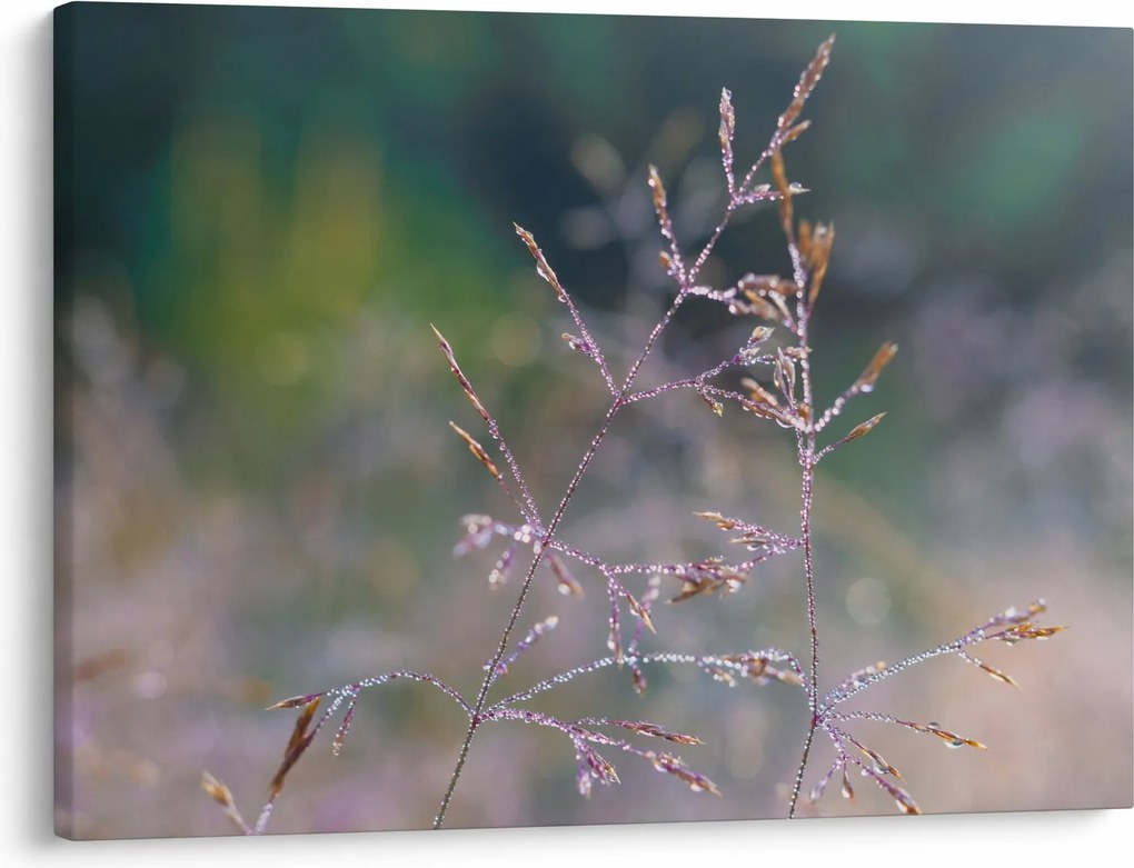 Obraz - Szczegół trawy (70x50 cm)