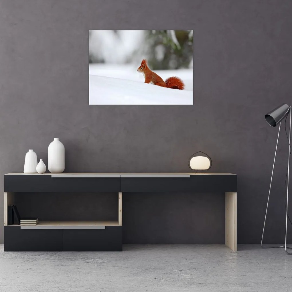 Obraz na szkle wiewiórki (70x50 cm)