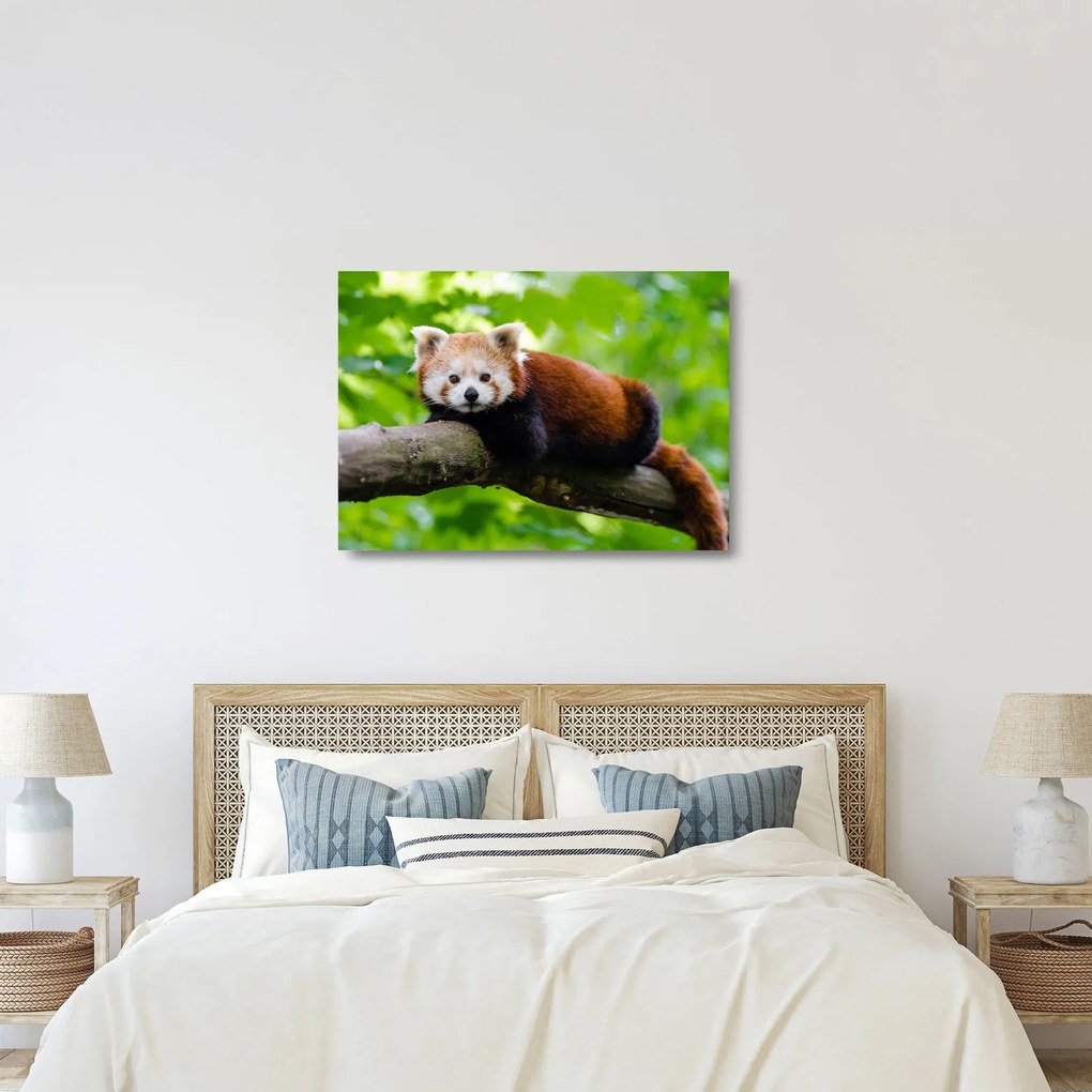 Obraz na szkle - panda czerwona (70x50 cm)