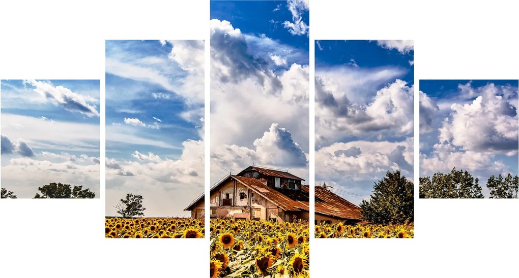 Obraz pola słoneczników (125x70 cm)
