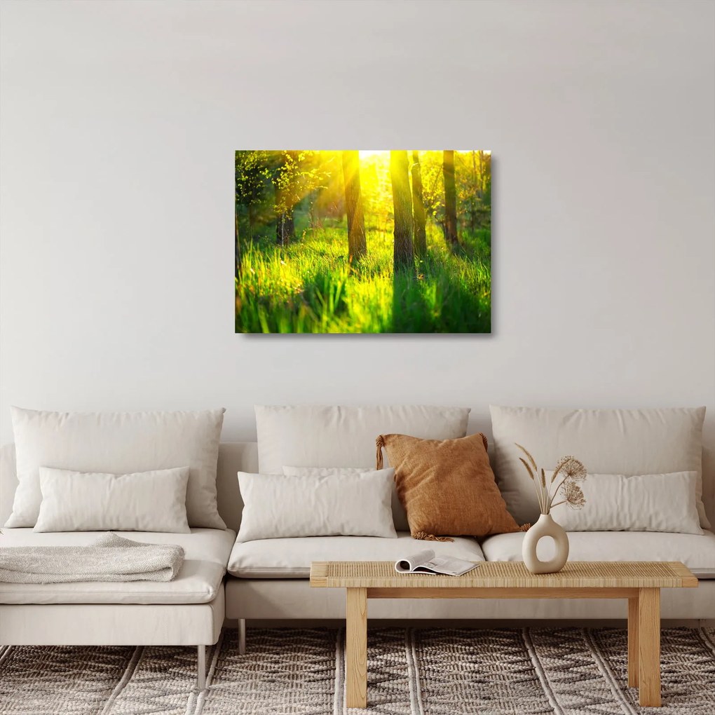 Obraz na szkle - Wiosenne przebudzenie lasu (70x50 cm)