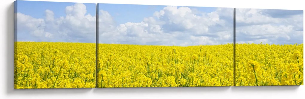 Obraz żółtego pola (170x50 cm)