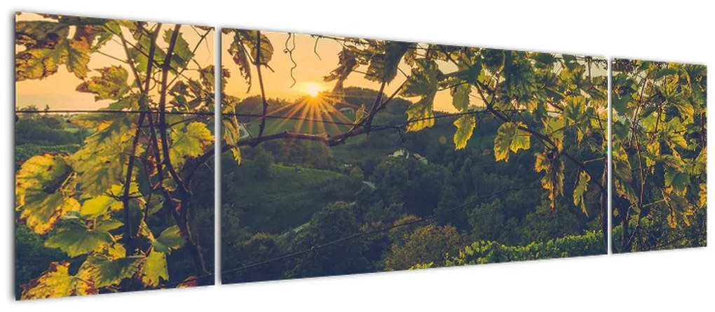 Obraz - Winnica (170x50 cm)