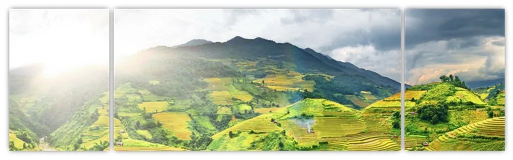 Obraz plantacji (170x50 cm)