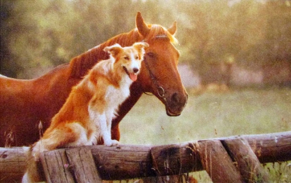 Wycieraczka Deco Star Przyjaciele 40 cm x 60 cm