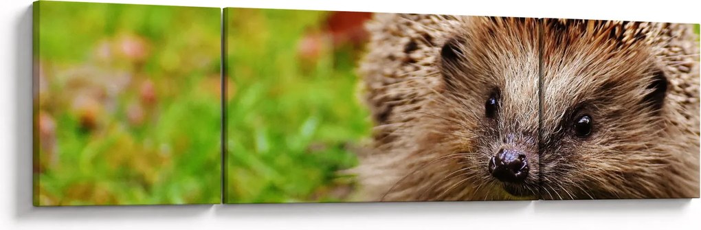 Obraz jeża (170x50 cm)