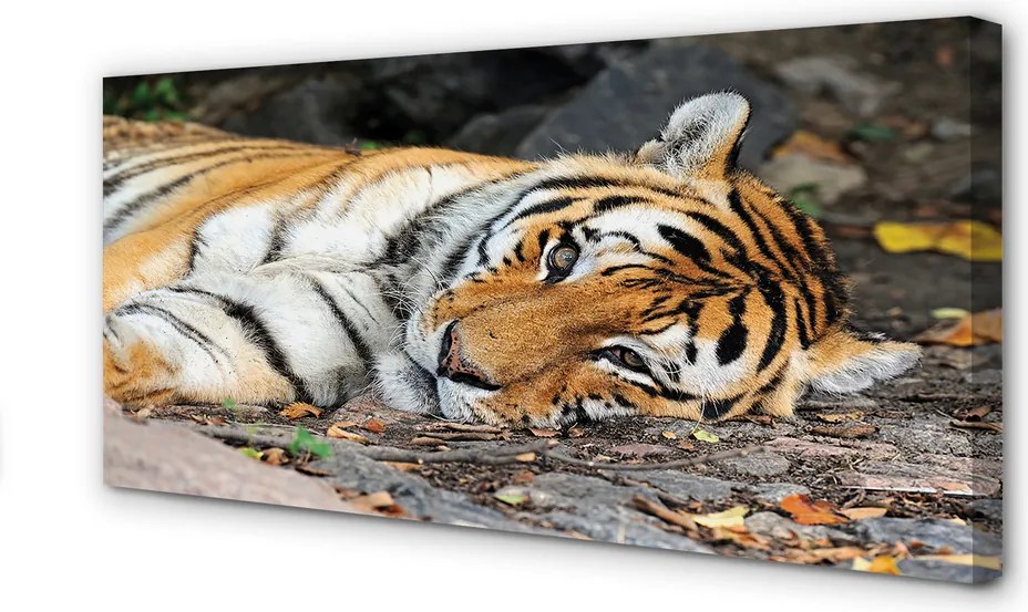 Duży obraz na płótnie Odpoczywający Tygrys
