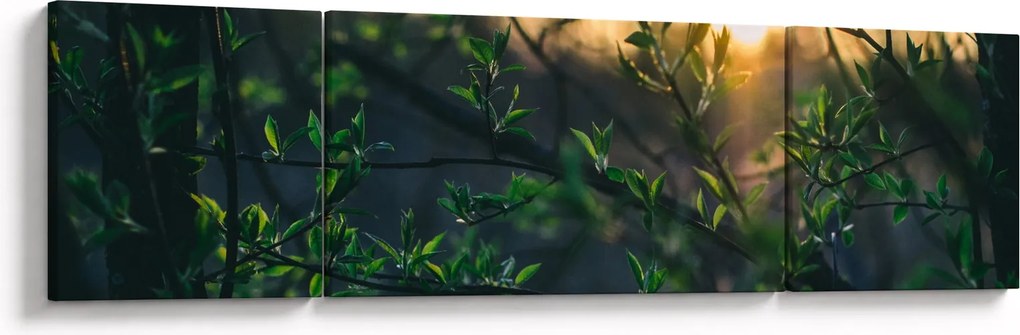 Obraz słońca przeświecającego przez gałęzie drzew (170x50 cm)