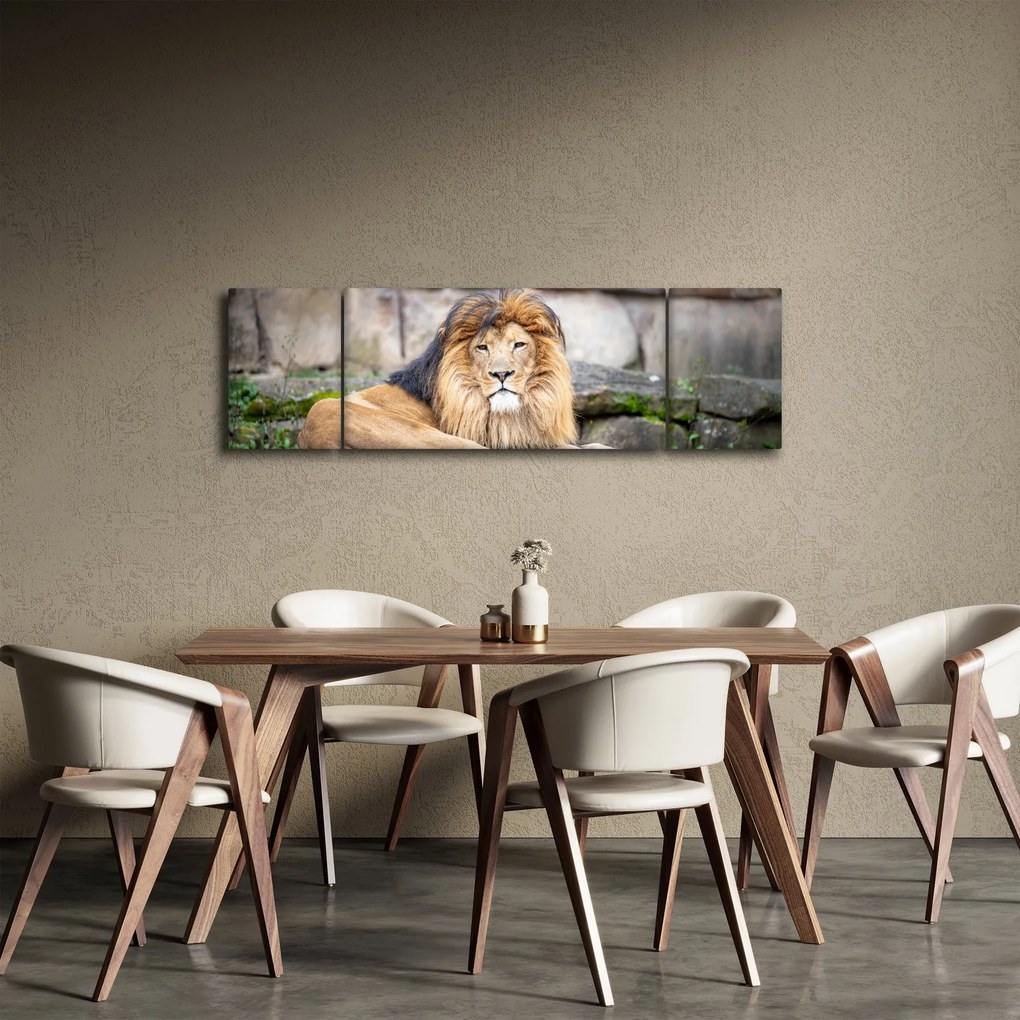 Obraz lwa (170x50 cm)