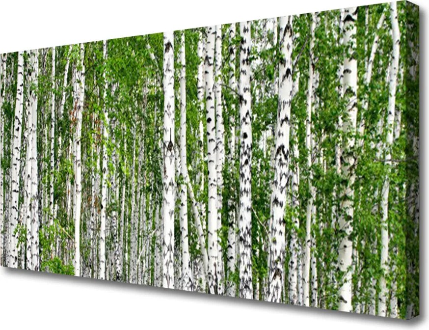 Obraz na płótnie Świetlisty Las Brzozowy