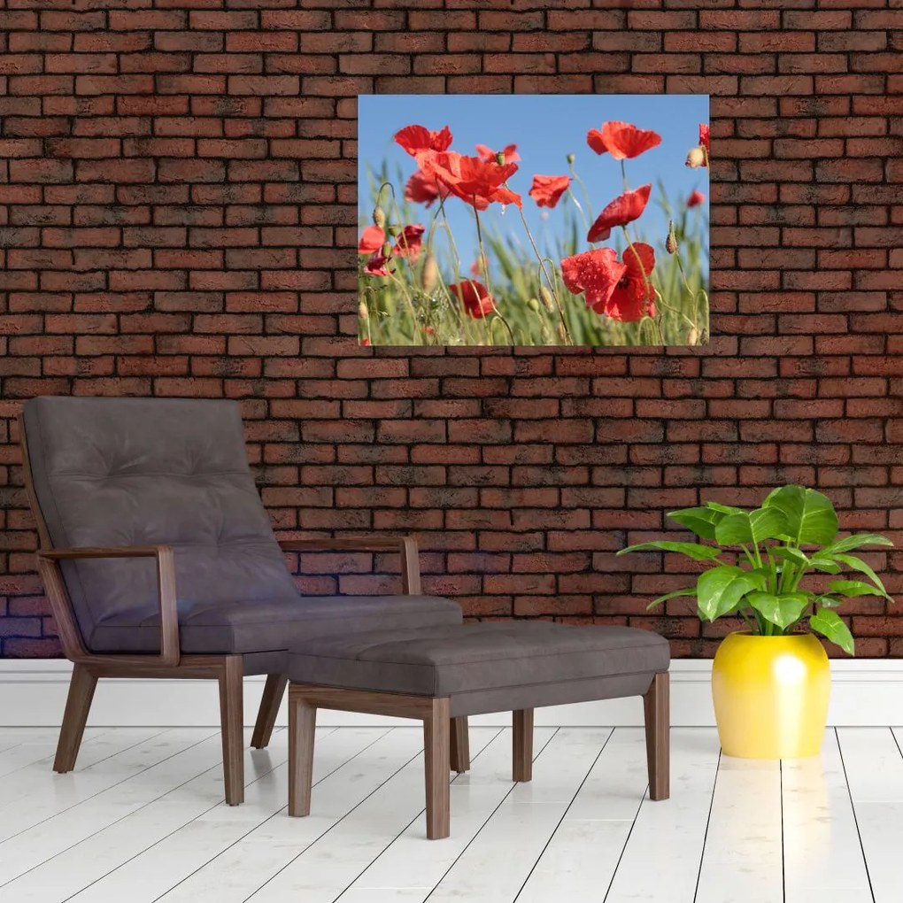 Obraz - Maki (70x50 cm)