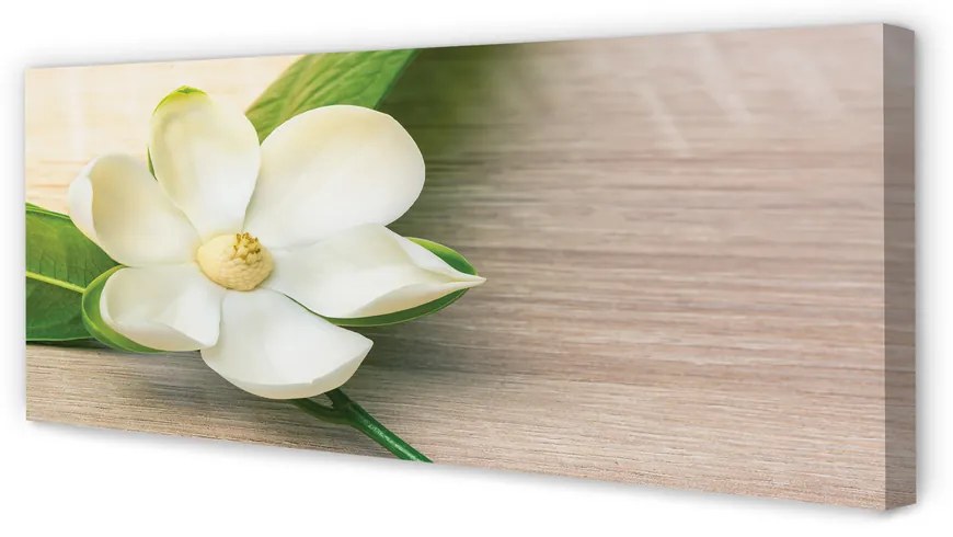 Zdjęcie na płótnie Biała Magnolia