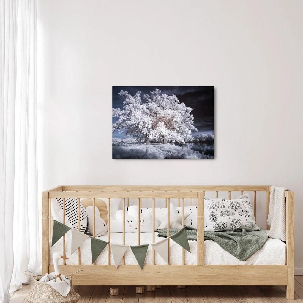 Obraz - Śnieżnobiałe drzewo (70x50 cm)