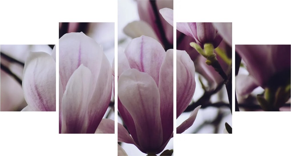 Obraz - Magnolia (125x70 cm)