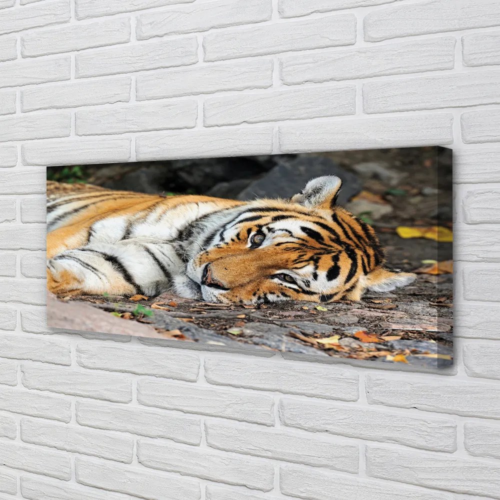 Duży obraz na płótnie Odpoczywający Tygrys