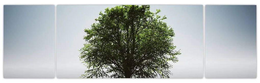 Obraz - Samotne drzewo (170x50 cm)