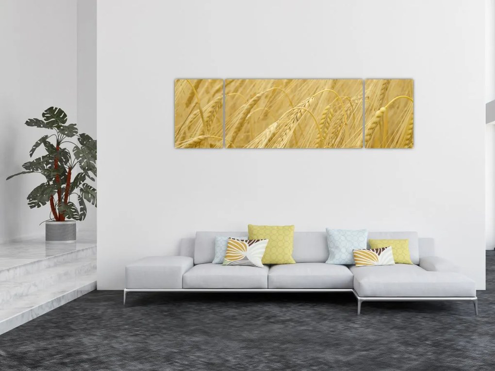 Obraz - Jęczmień (170x50 cm)