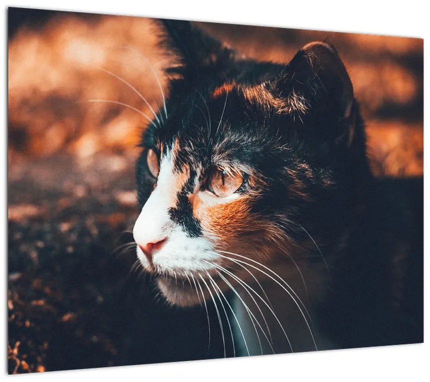 Obraz - Spojrzenie kota (70x50 cm)