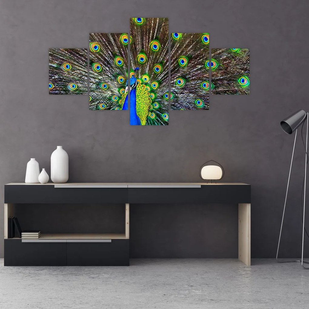 Obraz - Paw (125x70 cm)
